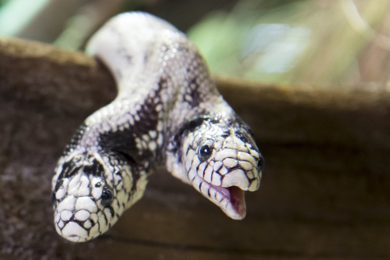 Кобра укус королевской кобры