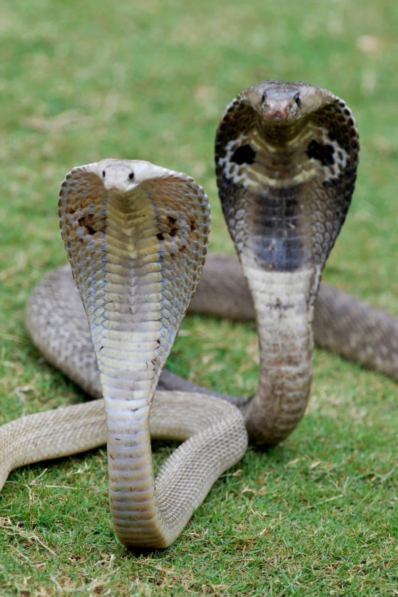 Королевская змея альбинос