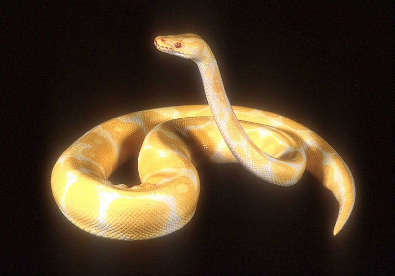 Змея волосатик