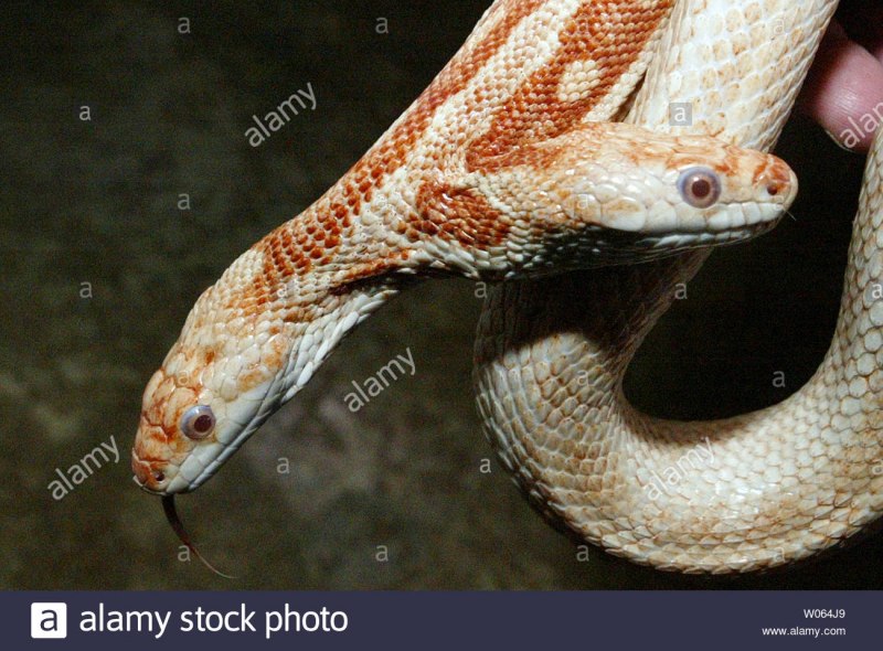 Блондинка с змеей арт