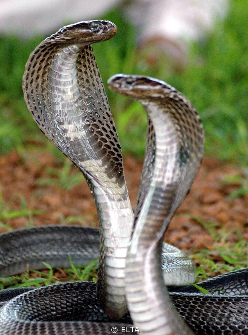 Краснобрюхий Аспид