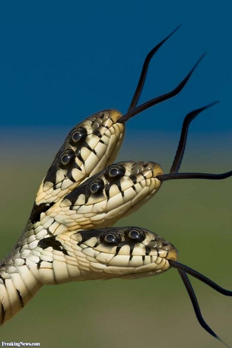 Трёхголовая Кобра