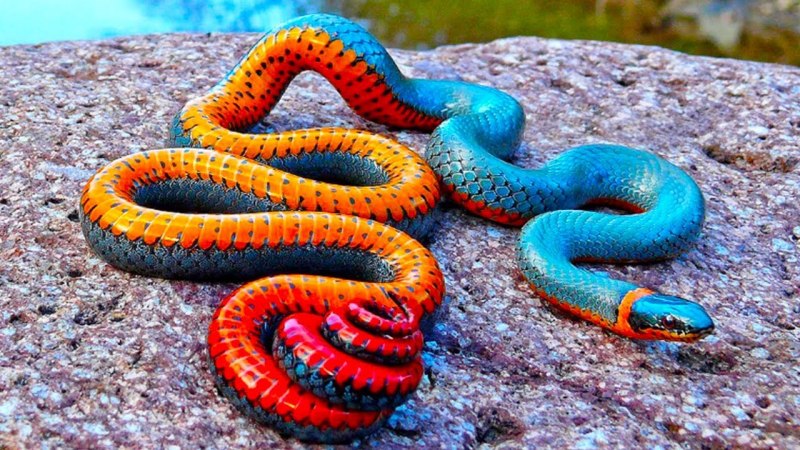 Царь нагов Шеша