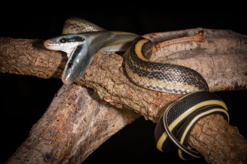 Змея Кобра Королевская