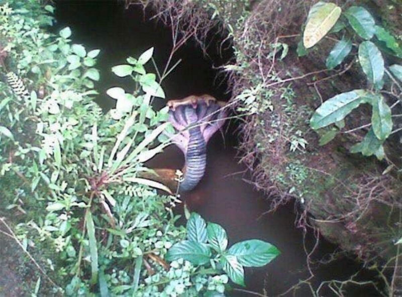 Королевская Кобра Нагайна