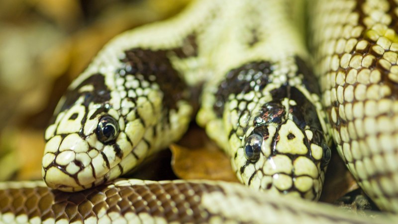 Королевская Кобра гамадриад