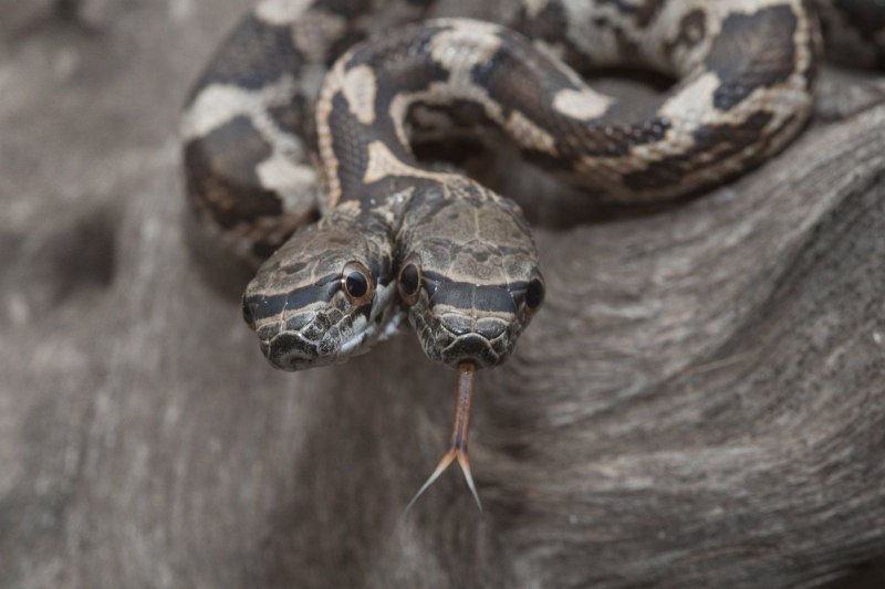 Мозамбикская плюющаяся Кобра