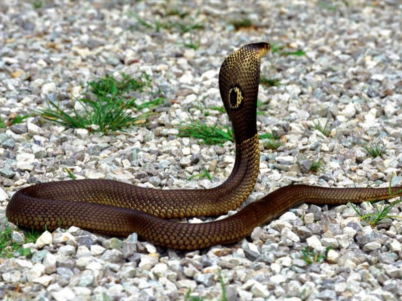 Голова змеи