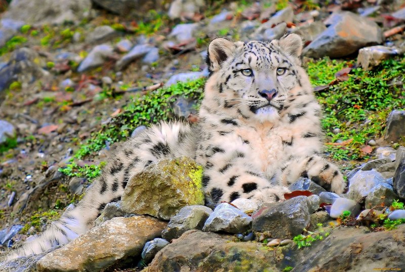 - Снежный Барс (Panthera uncia