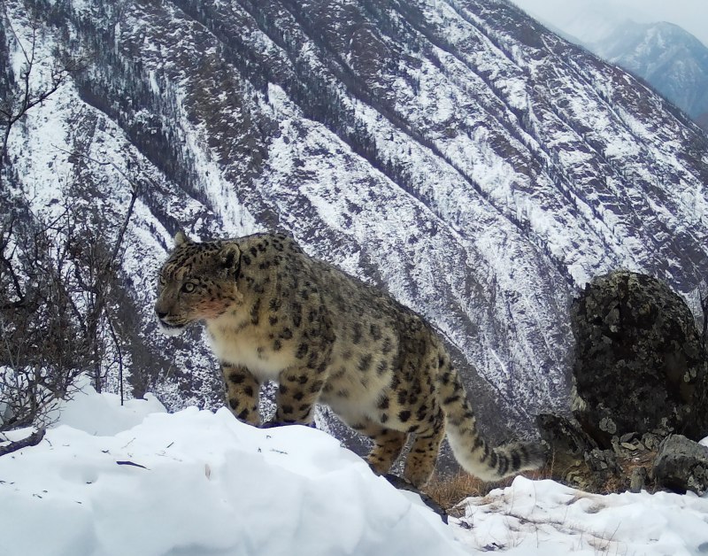 Снежный Барс uncia uncia