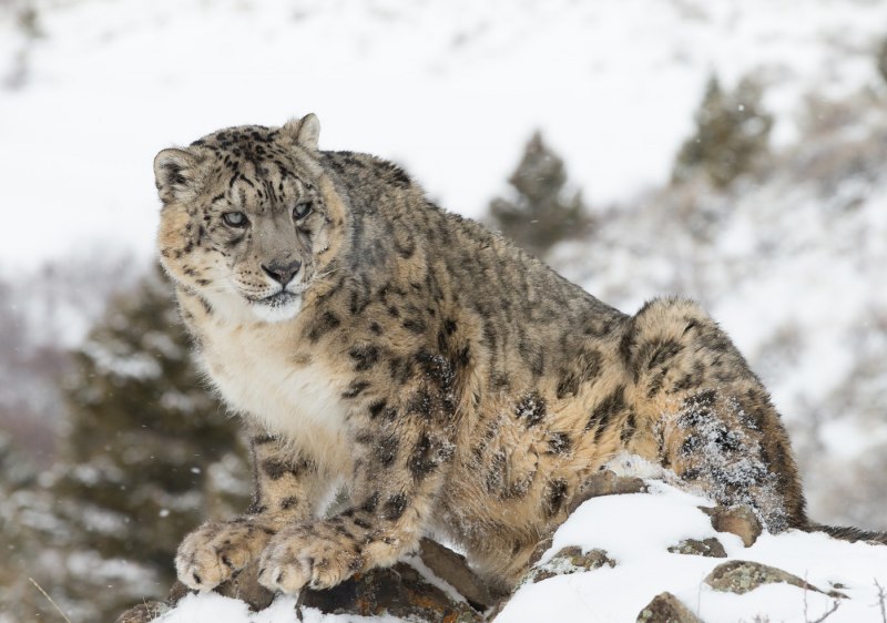 Снежный Барс uncia uncia