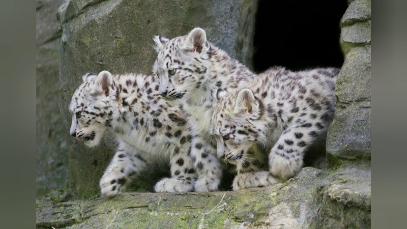 Снежный Барс uncia uncia