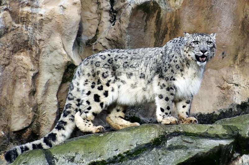 - Снежный Барс (Panthera uncia