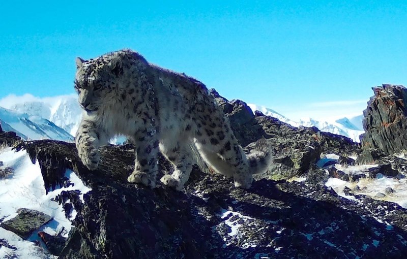 Снежный Барс Ирбис