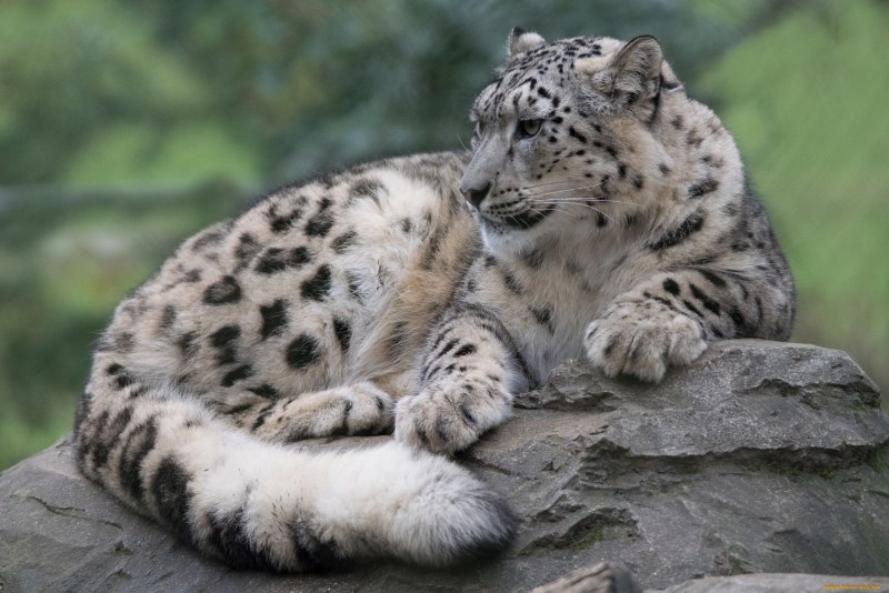 Снежный Барс (Ирбис, снежный леопард)