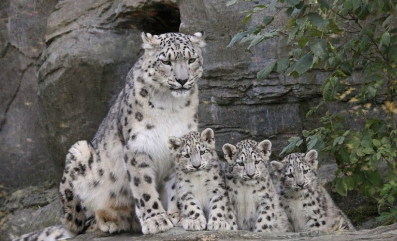 Саяно-Шушенский заповедник Ирбис