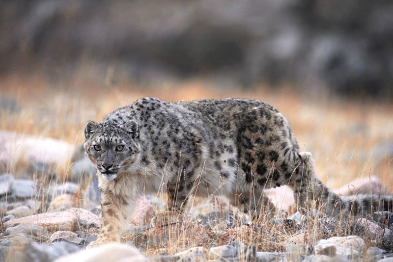 Барс на фоне гор