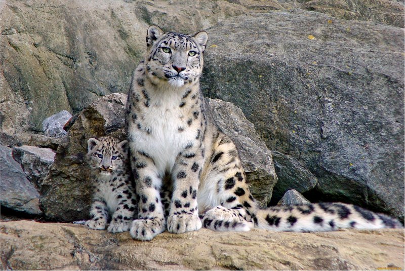 Снежный Барс Ирбис леопард