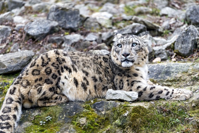 Алтайский леопард