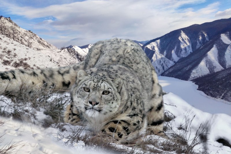 Катунский заповедник снежный Барс