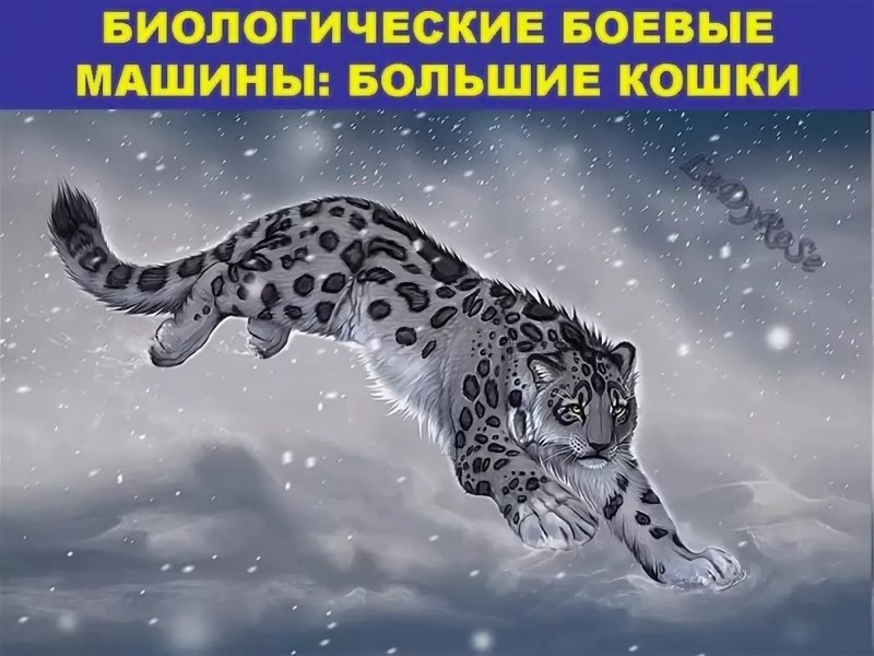 Снежный Барс дымчатый с детенышем