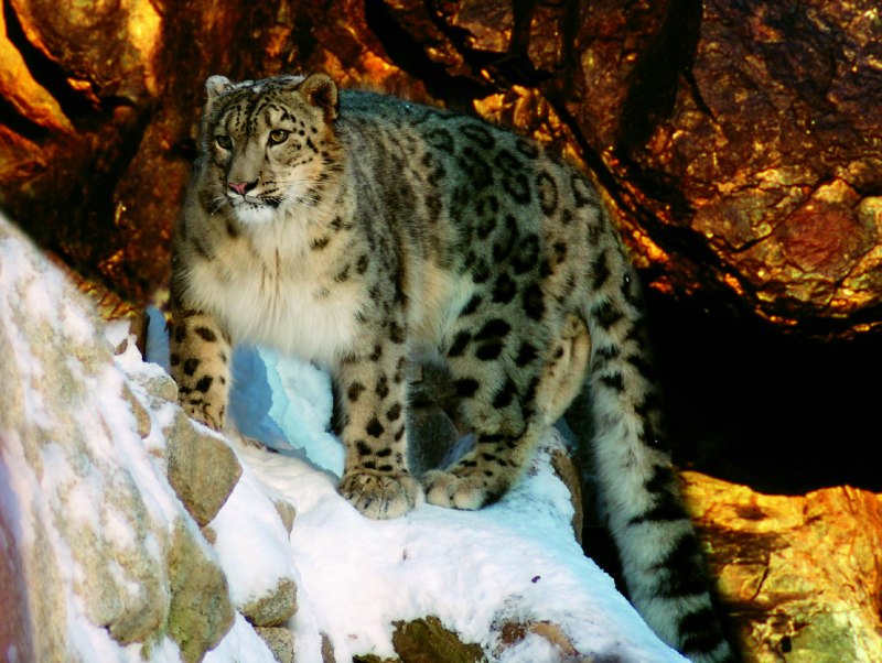 Леопард снежный Барс Ягуар