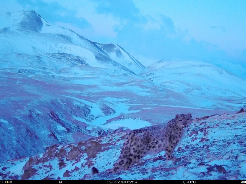 Саяно-Шушенский заповедник Ирбис