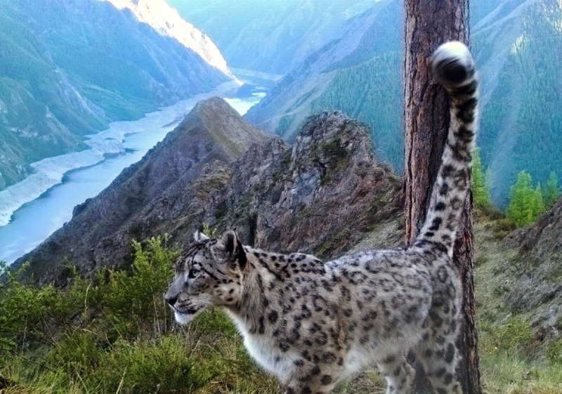 Ирбис зевает снежный Барс