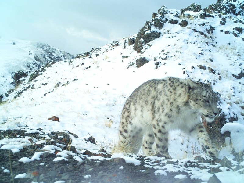 Кавказский снежный Барс