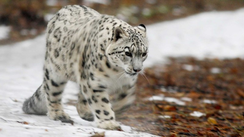 Катунский заповедник снежный Барс