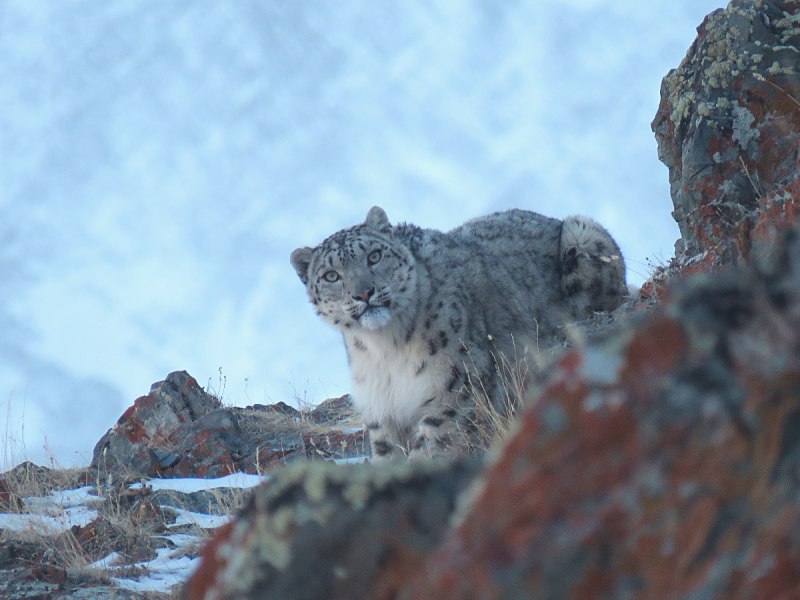 Снежный Барс Айтматов