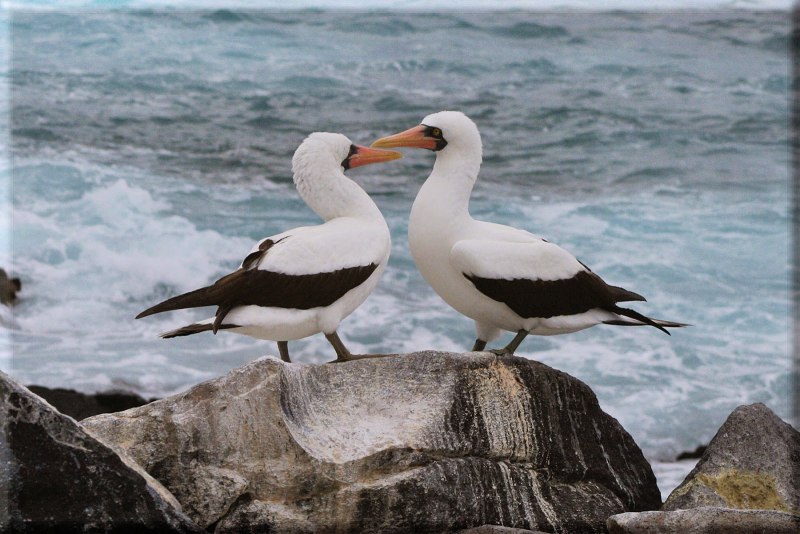Галапагосский Альбатрос
