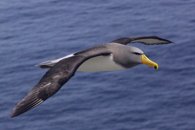 Thalassarche Eremita