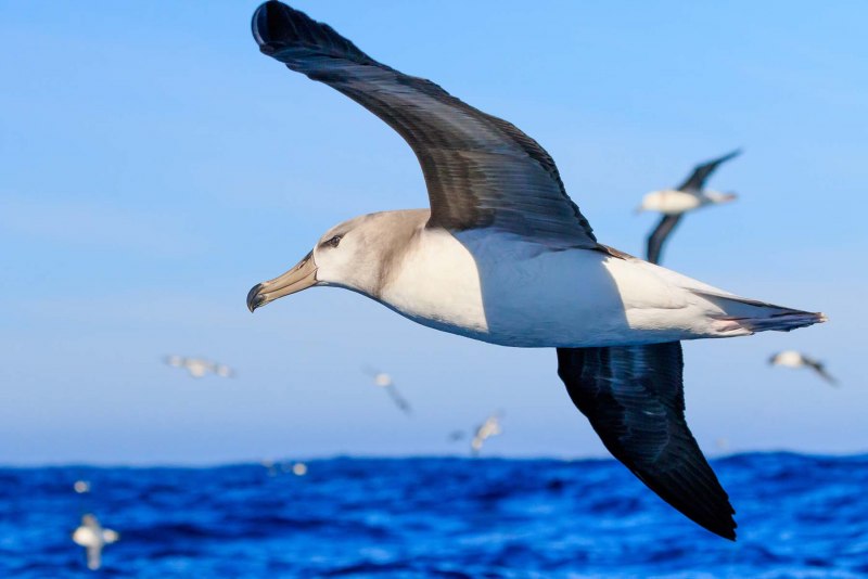 Галапагосский Альбатрос