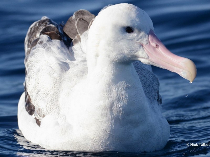 Альбатрос птица