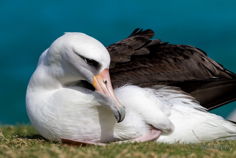 Королевский Альбатрос птенец
