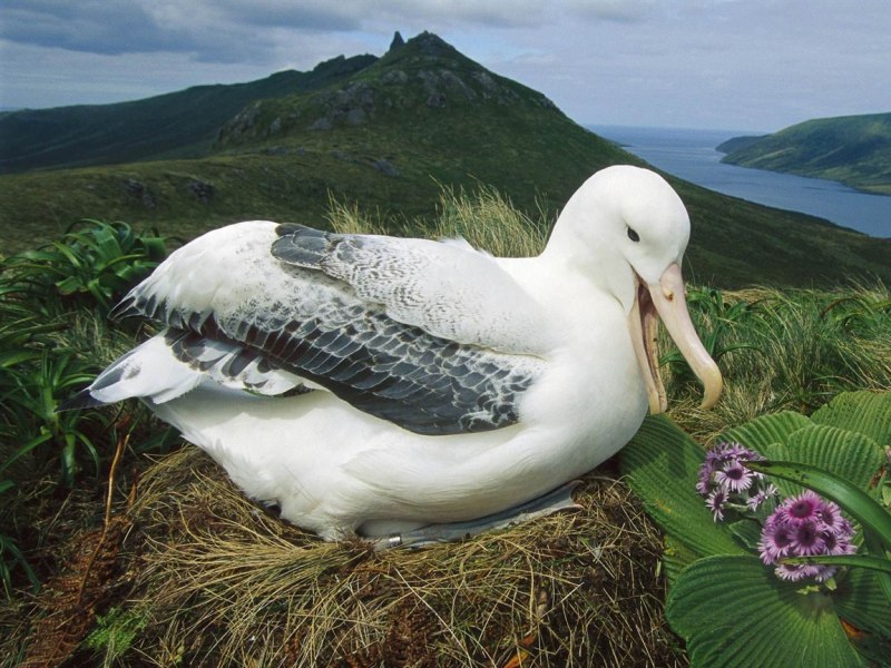 Альбатрос птица в Санкт-Петербурге