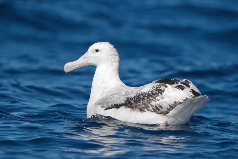 Белоспинный Альбатрос