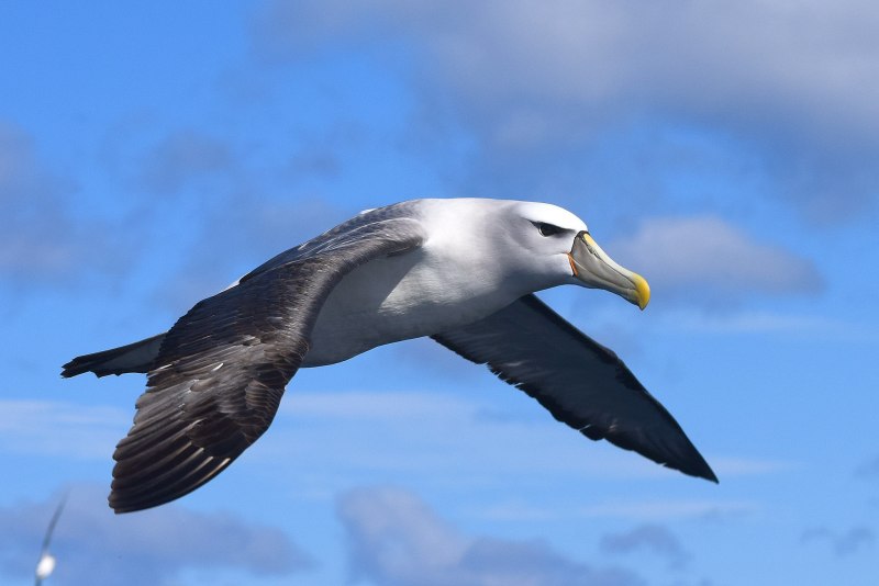 Чернобровый Альбатрос