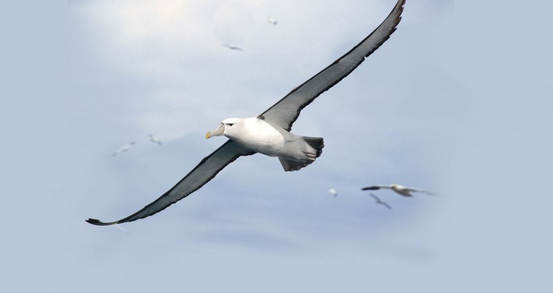 Королевский Альбатрос размах крыльев