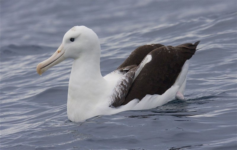 Альбатрос Антарктида