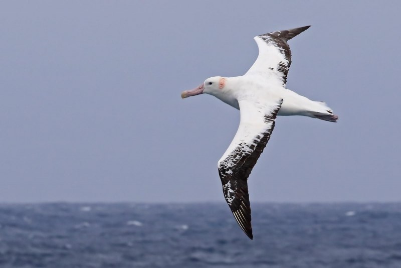 Галапагосские острова Альбатрос