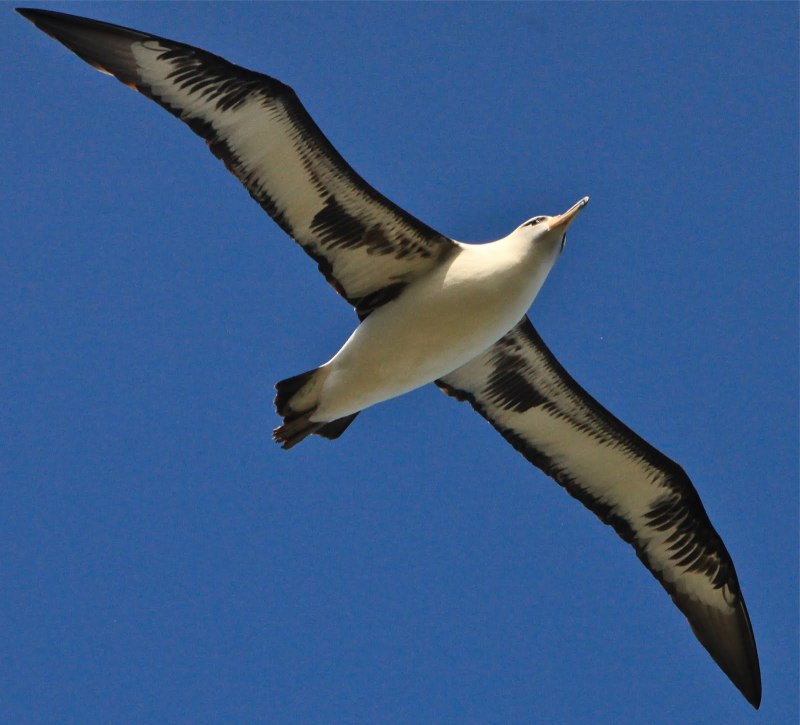 Альбатрос Буревестник