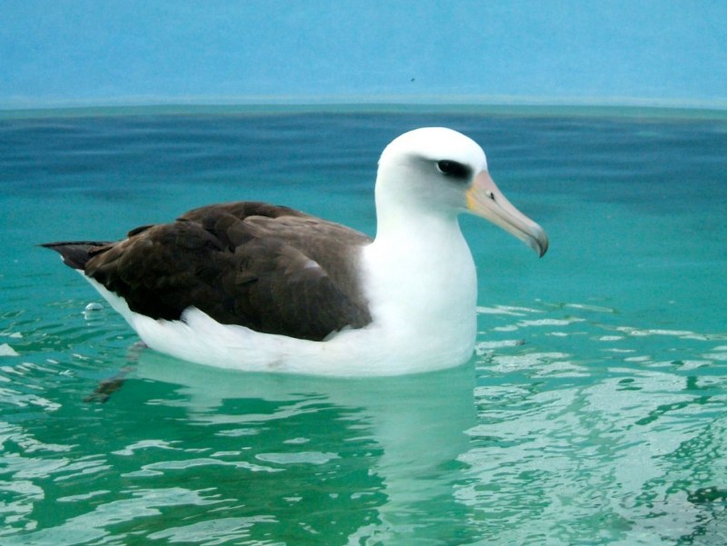 Лайсанский Альбатрос