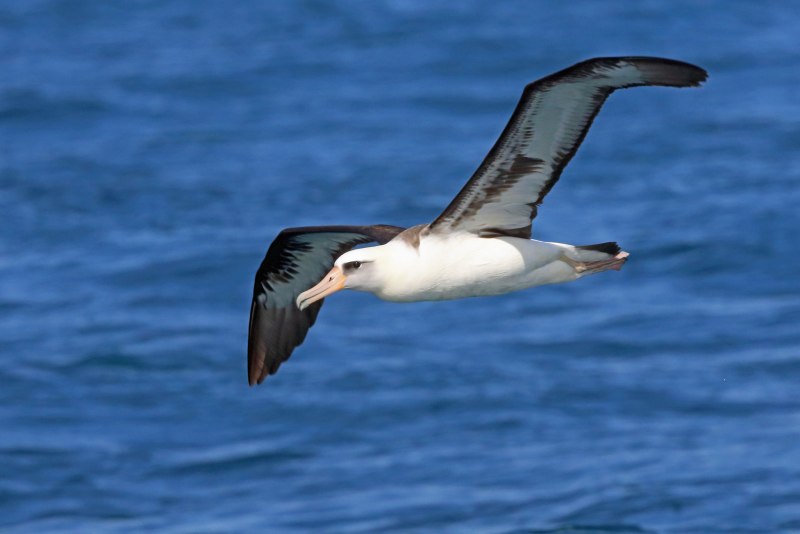Странствующий Альбатрос размах крыльев