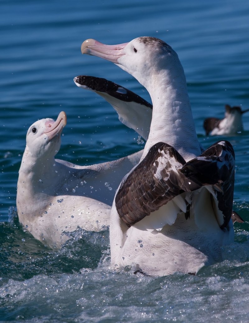 Странствующий Альбатрос