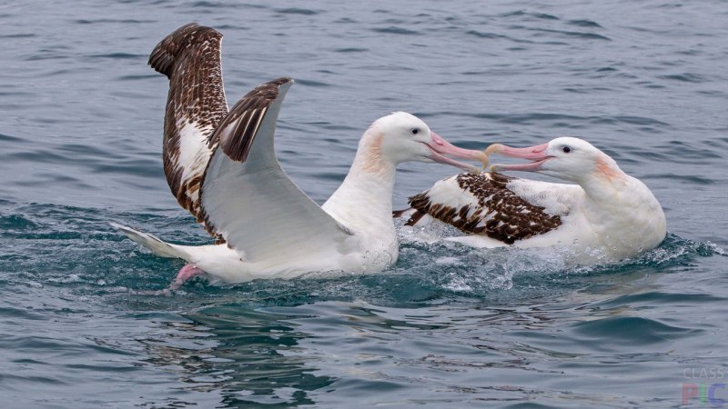 Темноспинный Альбатрос