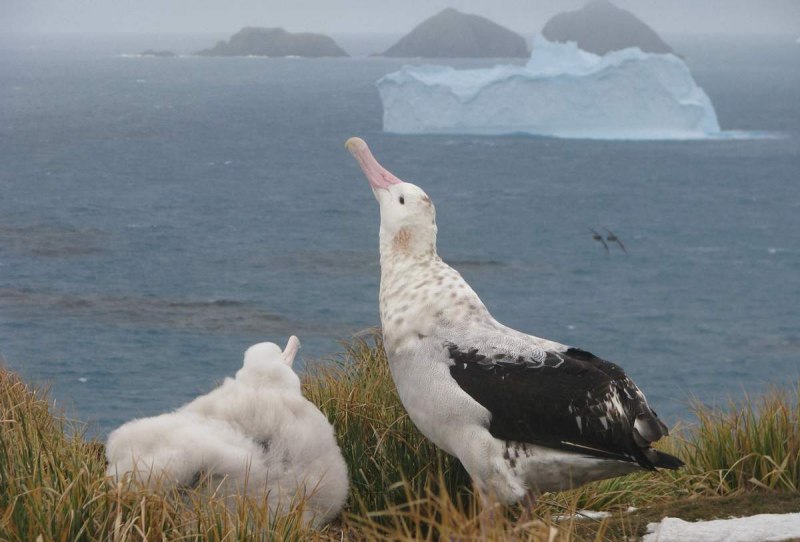 Морские птицы Альбатрос