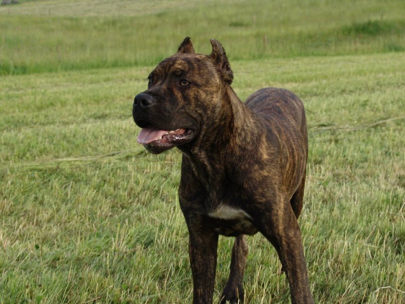 Бульдог алано