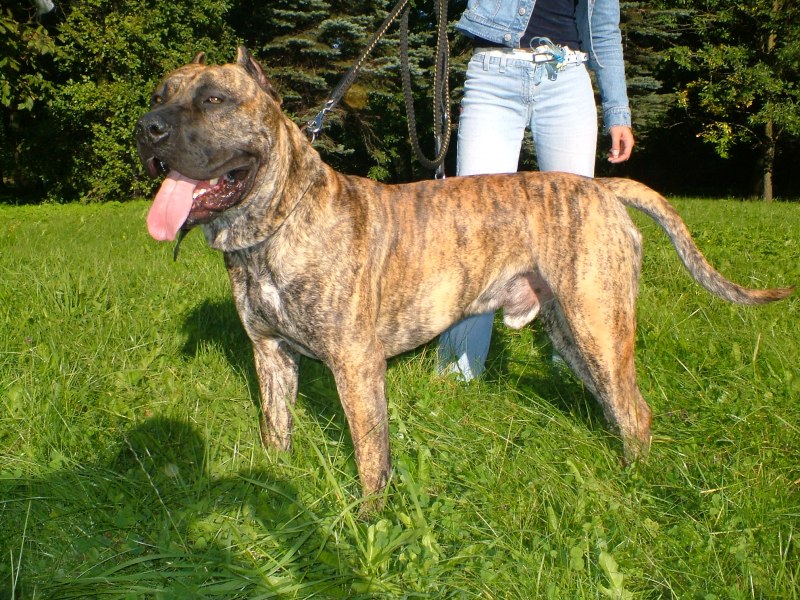 Испанский алано порода собак